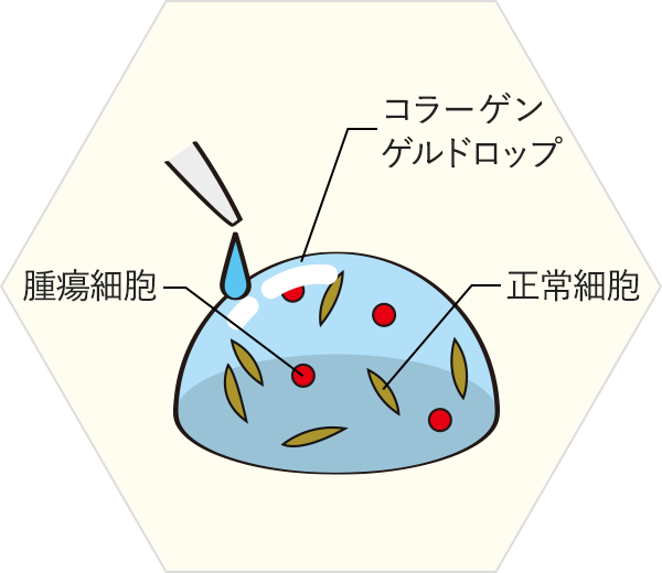 コラーゲンゲルの中で培養したがん細胞に各種の抗がん剤を加えて試験。